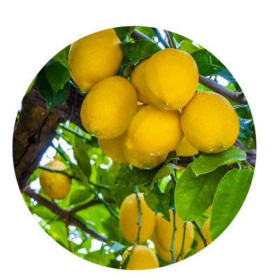 cerchio limoni siciliani