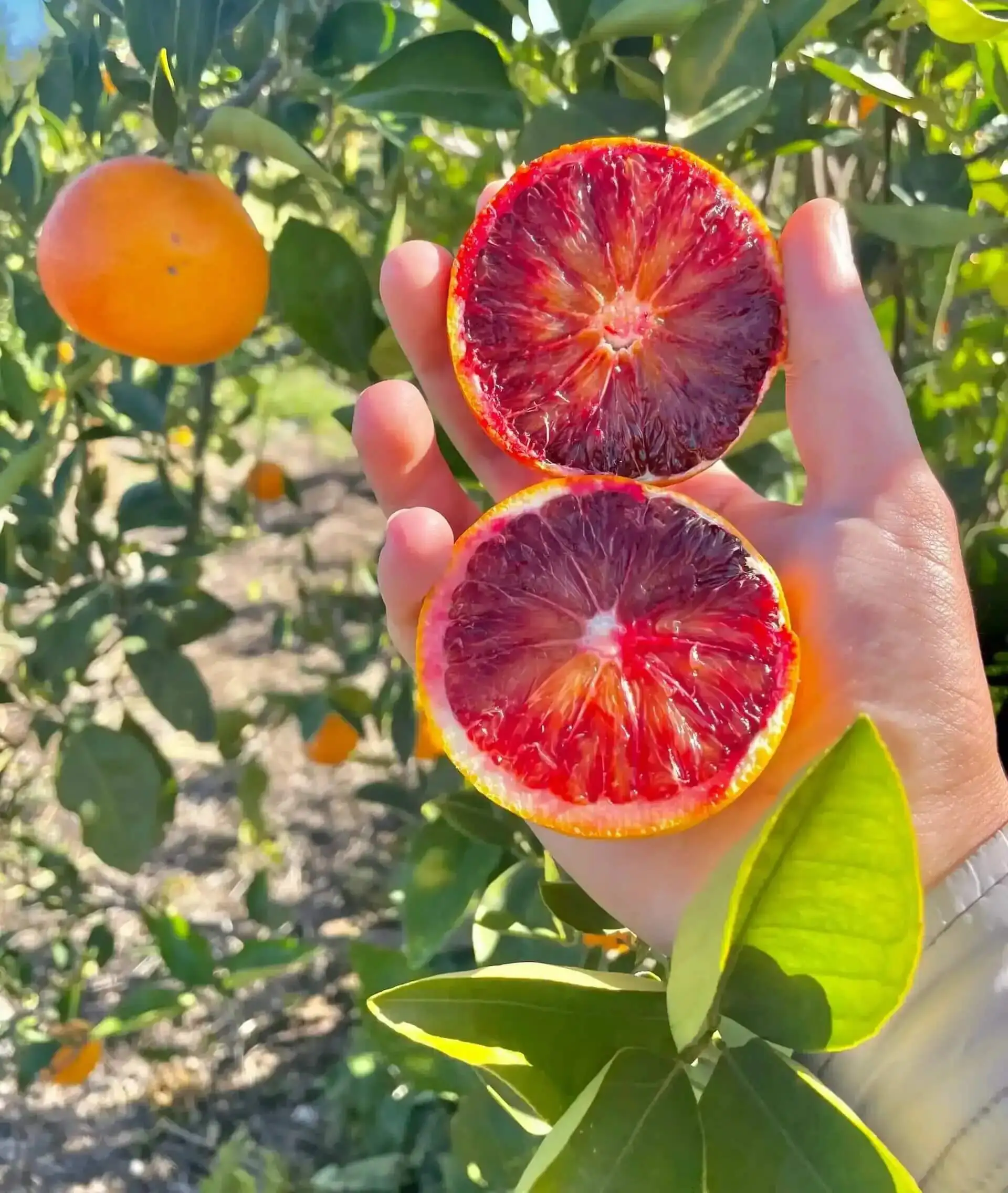 vendita online arance di sicilia