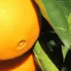 arance naveline