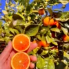 arance tarocco da spremuta