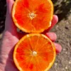 arance tarocco di sicilia
