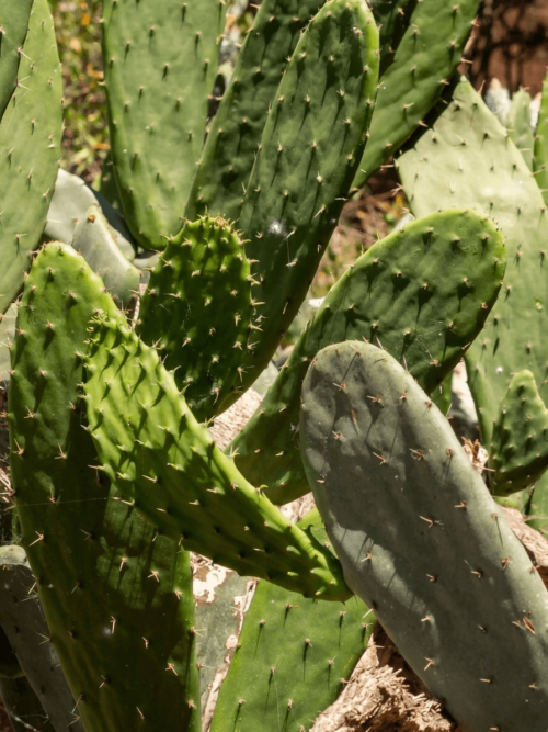 foglie-di-nopal-messicano