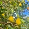 limoni di sicilia