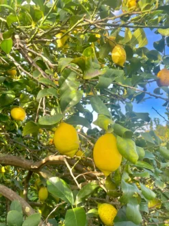 limoni di sicilia